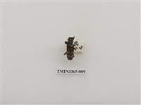 藏品(松斑天牛)的圖片